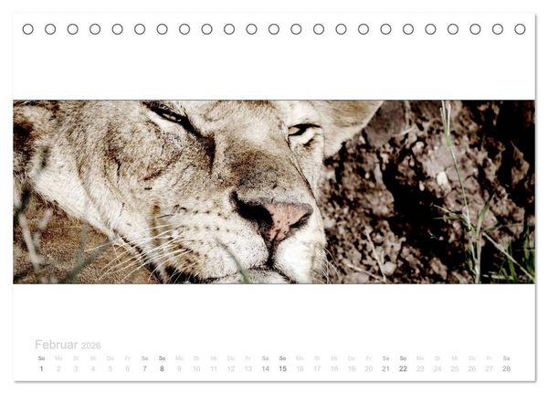 Produktbild: Serengeti Panorama (Tischkalender 2026 DIN A5 quer), CALVENDO Monatskalender