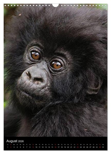 Produktbild: Gorillas (Wandkalender 2026 DIN A3 hoch), CALVENDO Monatskalender