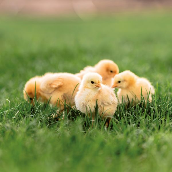 Produktbild: Tiere vom Bauernhof / Farm Animals 2027