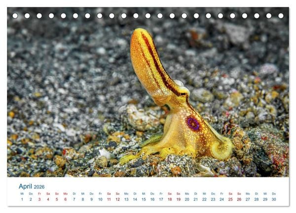 Produktbild: Die Farben im Meer (Tischkalender 2026 DIN A5 quer), CALVENDO Monatskalender