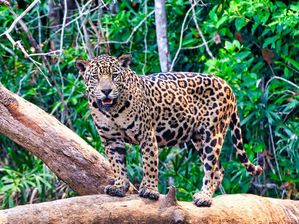 Produktbild: CALVENDO Puzzle Ein Motiv aus dem Kalender Pantanal: Faszinierende Tiere hautnah | 1000 Teile Lege-Gr&ouml;&szlig;e 64x48cm Foto-Puzzle f&uuml;r gl&uuml;ckliche Stunden