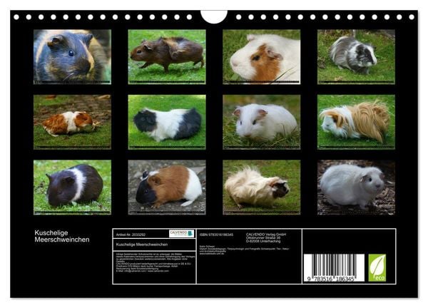 Produktbild: Kuschelige Meerschweinchen (Wandkalender 2026 DIN A4 quer), CALVENDO Monatskalender