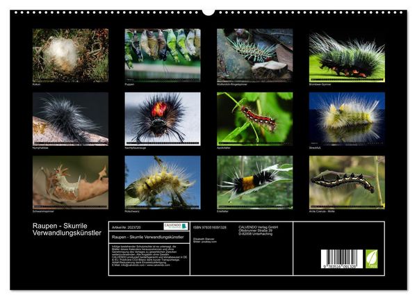 Produktbild: Raupen - Skurrile Verwandlungsk&uuml;nstler (hochwertiger Premium Wandkalender 2026 DIN A2 quer), Kunstdruck in Hochglanz