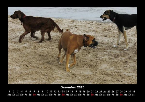 Produktbild: Hunde 2025 Fotokalender DIN A3