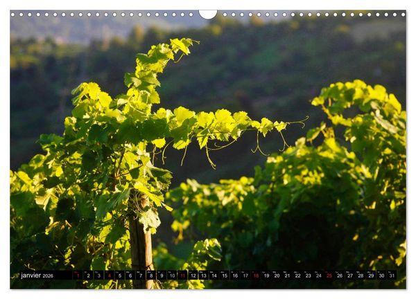 Produktbild: LE VIN (Calendrier mural 2026 DIN A3 vertical), CALVENDO calendrier mensuel
