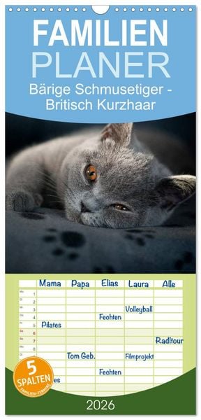 Produktbild: Familienplaner 2026 - B&auml;rige Schmusetiger - Britisch Kurzhaar mit 5 Spalten (Wandkalender, 21 x 45 cm) CALVENDO