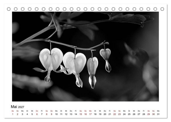 Produktbild: Die grafische Sch&ouml;nheit der Pflanzen &ndash; Schwarz-Wei&szlig; (Tischkalender 2027 DIN A5 quer), CALVENDO Monatskalender