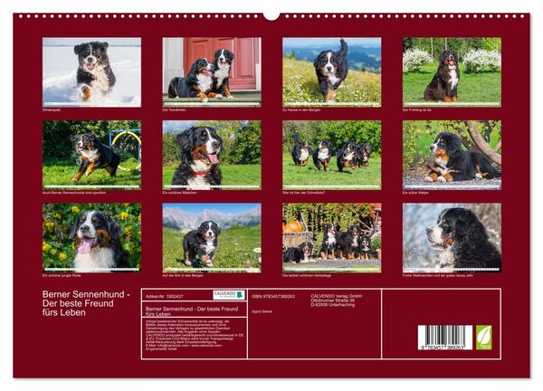 Produktbild: Berner Sennenhund - Der beste Freund f&uuml;rs Leben (hochwertiger Premium Wandkalender 2026 DIN A2 quer), Kunstdruck in Hochglanz