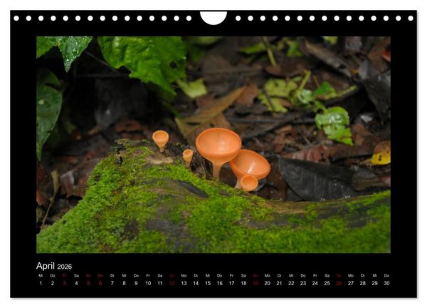 Produktbild: SUMATRA Abenteuer Regenwald (Wandkalender 2026 DIN A4 quer), CALVENDO Monatskalender