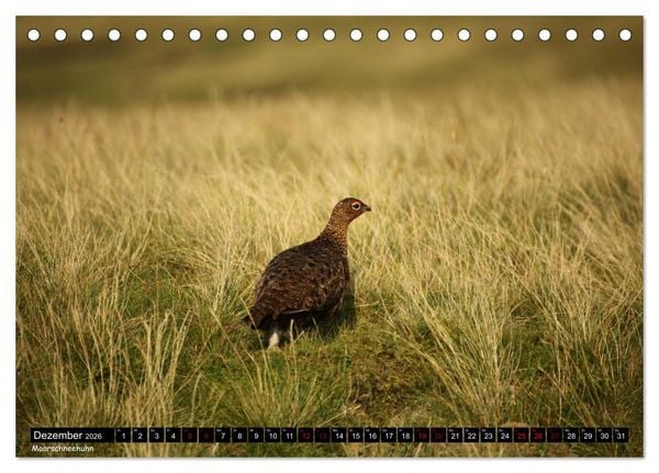Produktbild: Traumhafte Yorkshire Dales (Tischkalender 2026 DIN A5 quer), CALVENDO Monatskalender