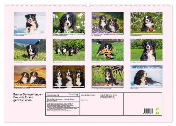Produktbild: Berner Sennenhunde - Freunde f&uuml;r ein ganzes Leben (Wandkalender 2026 DIN A2 quer), CALVENDO Monatskalender