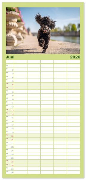 Produktbild: Familienplaner 2026 - Pudel in der Stadt. Urbane Momente voller Charme und Lebensfreude mit 5 Spalten (Wandkalender, 21 x 45 cm) CALVENDO