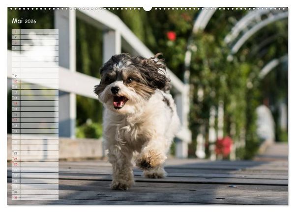 Produktbild: Spa&szlig; mit Havanesern (Wandkalender 2026 DIN A2 quer), CALVENDO Monatskalender