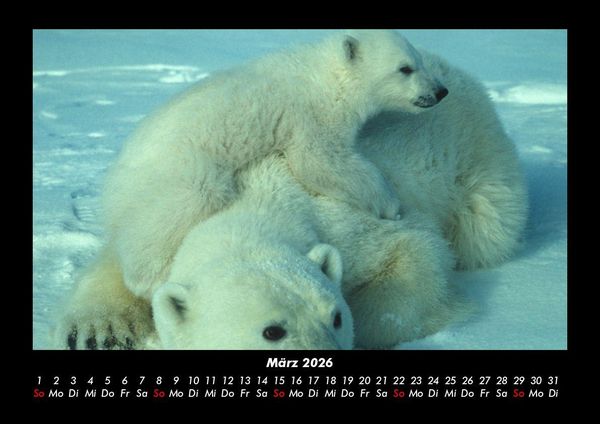 Produktbild: Pinguine & Eisb&auml;ren 2026 Fotokalender DIN A3