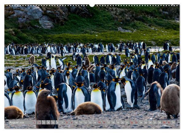 Produktbild: Einfach liebenswert diese Pinguine (Wandkalender 2026 DIN A2 quer), CALVENDO Monatskalender