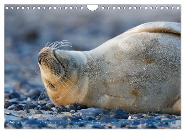 Produktbild: Robben - Lustige Bewohner Helgolands (Wandkalender 2026 DIN A4 quer), CALVENDO Monatskalender