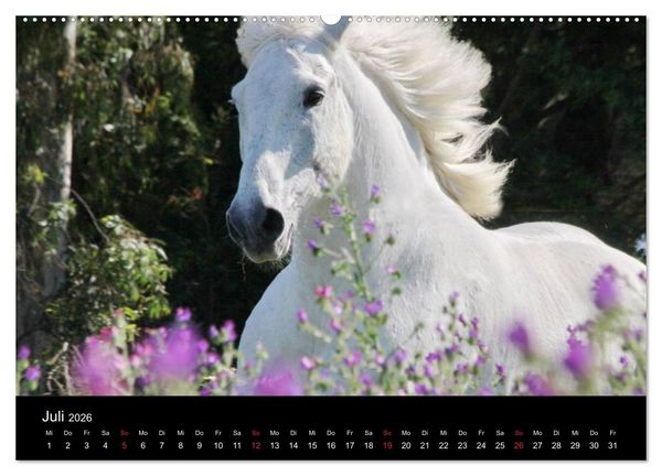 Produktbild: Caballos Spanische Pferde 2026 (hochwertiger Premium Wandkalender 2026 DIN A2 quer), Kunstdruck in Hochglanz