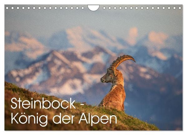 Produktbild: Steinbock - K&ouml;nig der Alpen (Wandkalender 2026 DIN A4 quer), CALVENDO Monatskalender
