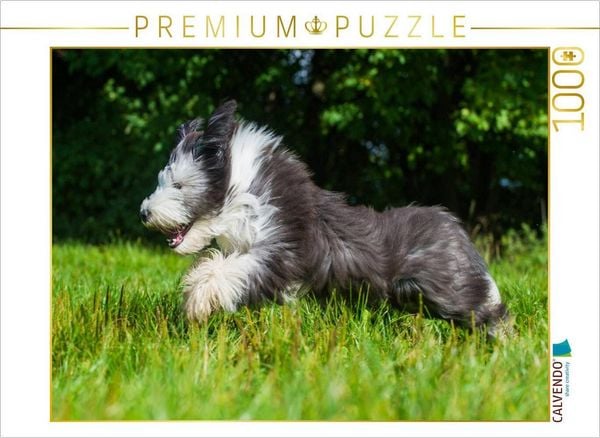 CALVENDO Puzzle Bearded Collie Junghund | 1000 Teile Lege-Größe 64x48cm Foto-Puzzle für glückliche Stunden