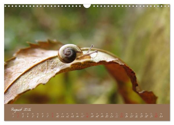 Produktbild: Schneckchen (Wandkalender 2026 DIN A3 quer), CALVENDO Monatskalender