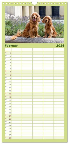 Produktbild: Familienplaner 2026 - English Cocker Spaniels - Ein Spaziergang im Park mit 5 Spalten (Wandkalender, 21 x 45 cm) CALVENDO