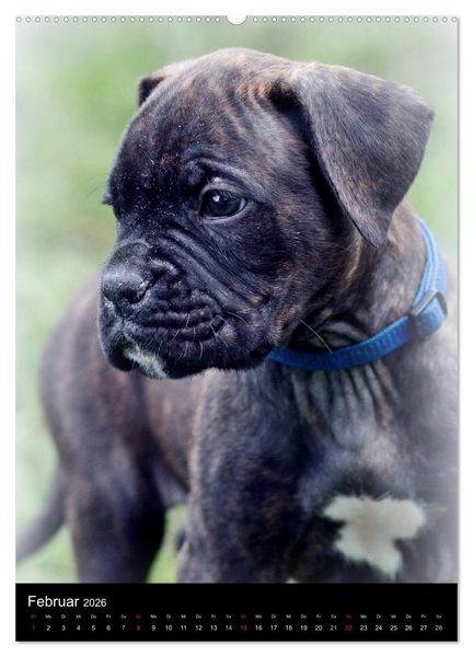 Produktbild: Deutsche Boxer Babys... (hochwertiger Premium Wandkalender 2026 DIN A2 hoch), Kunstdruck in Hochglanz