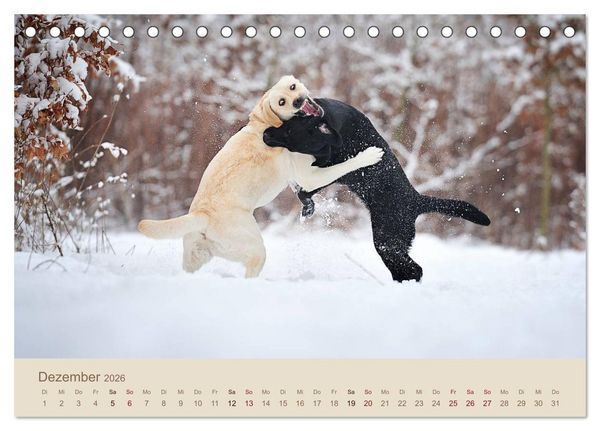 Produktbild: Labrador Retriever (Tischkalender 2026 DIN A5 quer), CALVENDO Monatskalender