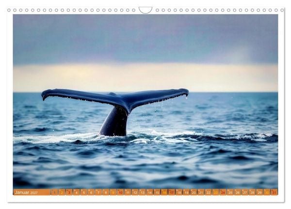 Produktbild: Whale Watching (Wandkalender 2027 DIN A3 quer), CALVENDO Monatskalender