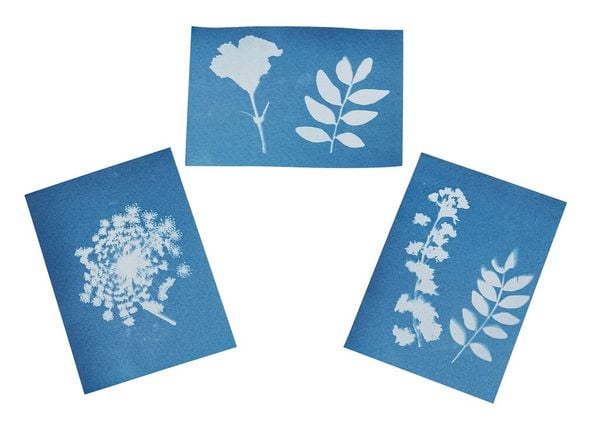 Produktbild: Expedition Natur Blatt- und Bl&uuml;tenpresse mit Sonnendruckpapier
