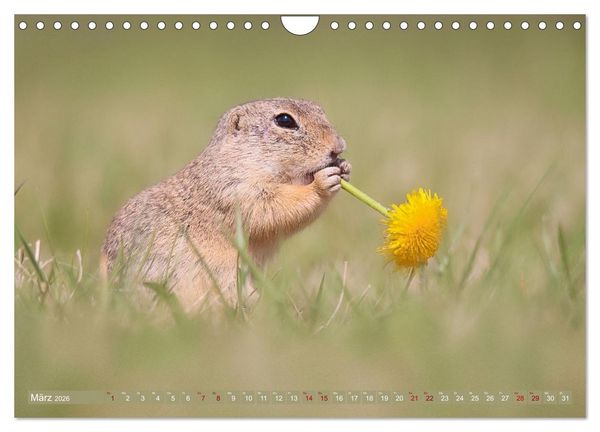 Produktbild: Zauberhafte Ziesel (Wandkalender 2026 DIN A4 quer), CALVENDO Monatskalender