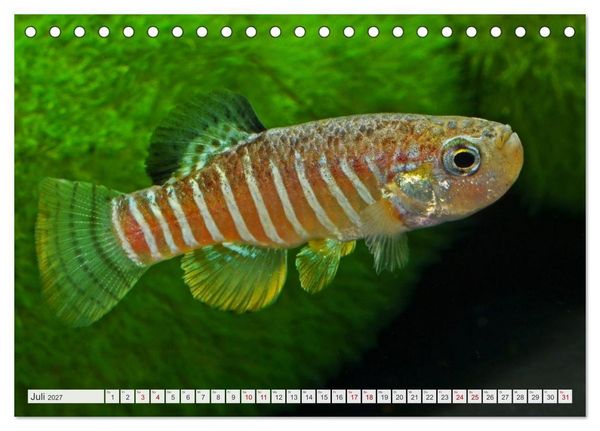 Produktbild: Outdoor-Aquaristik (Tischkalender 2027 DIN A5 quer), CALVENDO Monatskalender