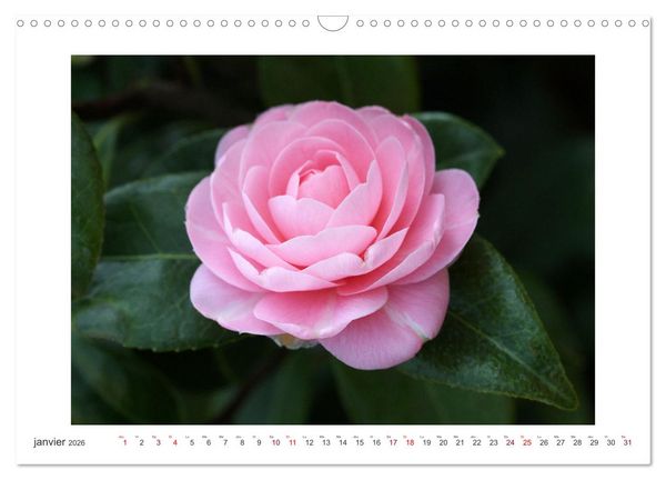 Produktbild: Cam&eacute;lias mystiques (Calendrier mural 2026 DIN A3 vertical), CALVENDO calendrier mensuel