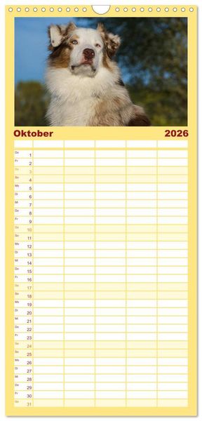 Produktbild: Familienplaner 2026 - Bekannt wie ein bunter Hund. Australian Shepherd mit 5 Spalten (Wandkalender, 21 x 45 cm) CALVENDO