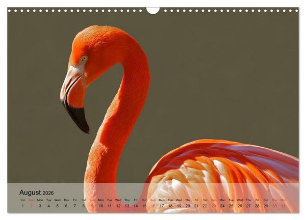 Produktbild: Flamingos Think pink (Wall Calendar 2026 DIN A3 landscape), CALVENDO 12 Month Wall Calendar