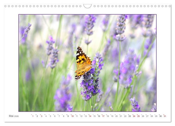Produktbild: Sanfte Natur (Wandkalender 2026 DIN A3 quer), CALVENDO Monatskalender