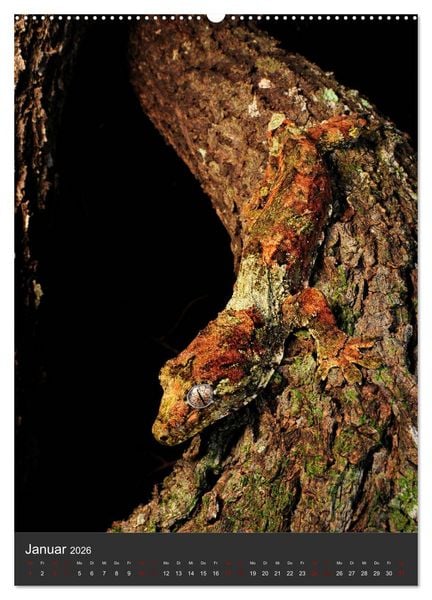 Produktbild: GECKOS (hochwertiger Premium Wandkalender 2026 DIN A2 hoch), Kunstdruck in Hochglanz
