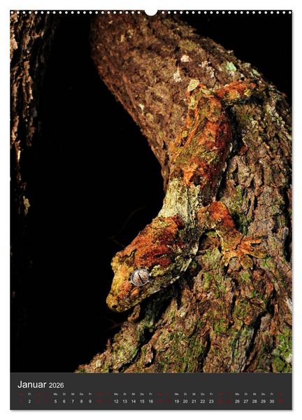 Produktbild: GECKOS (Wandkalender 2026 DIN A2 hoch), CALVENDO Monatskalender