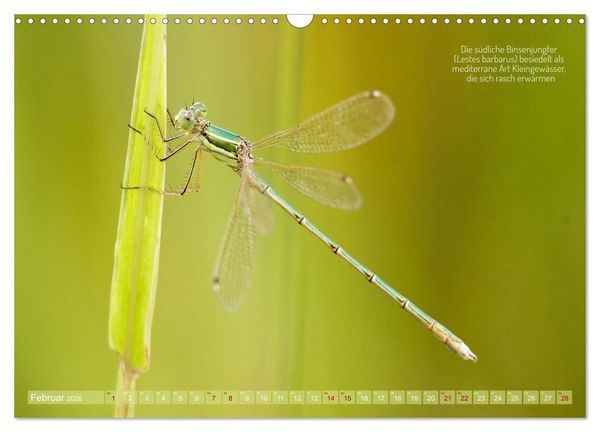 Produktbild: Frankens Insekten (Wandkalender 2026 DIN A3 quer), CALVENDO Monatskalender