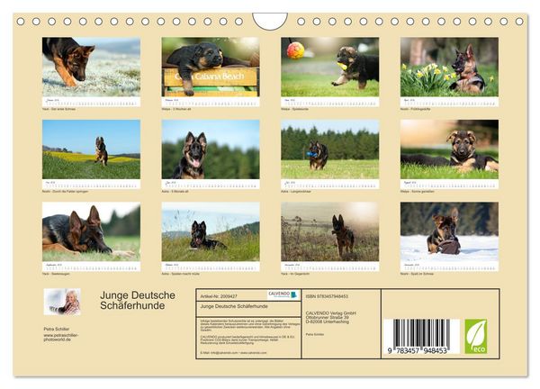 Produktbild: Junge Deutsche Sch&auml;ferhunde (Wandkalender 2026 DIN A4 quer), CALVENDO Monatskalender