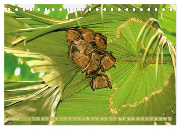 Produktbild: Flughunde: Vegetarische Drachenflieger (Tischkalender 2026 DIN A5 quer), CALVENDO Monatskalender