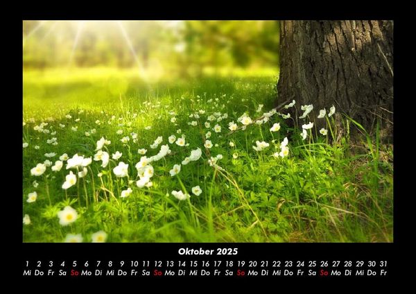 Produktbild: Blumenkalender 2025 Fotokalender DIN A3