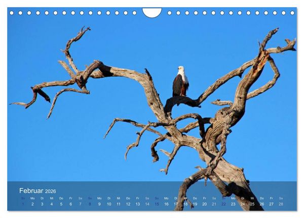 Produktbild: Botswana Wildlife (Wandkalender 2026 DIN A4 quer), CALVENDO Monatskalender