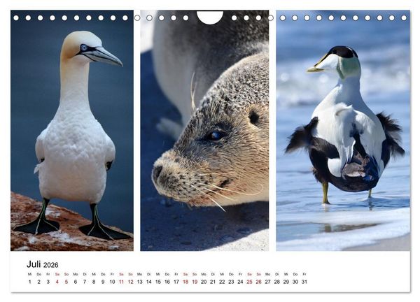 Produktbild: Mitreisekalender 2026 Helgoland (Wandkalender 2026 DIN A4 quer), CALVENDO Monatskalender