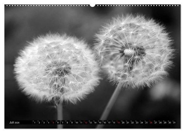 Produktbild: Pusteblume - Impressionen in schwarzwei&szlig; (hochwertiger Premium Wandkalender 2026 DIN A2 quer), Kunstdruck in Hochglanz