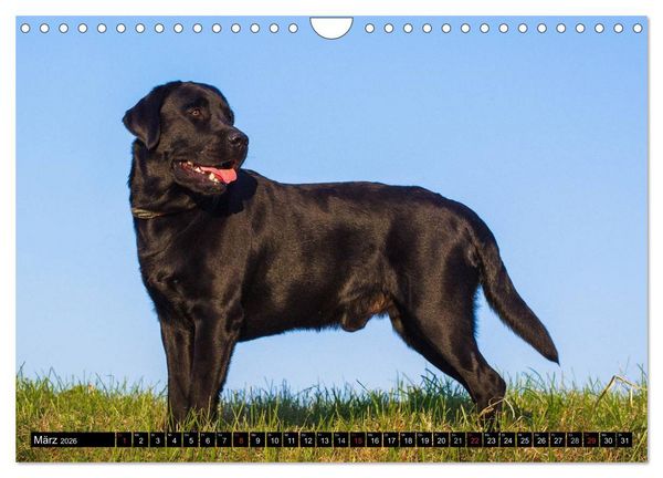 Produktbild: Labrador Retriever - ein Herz auf 4 Pfoten (Wandkalender 2026 DIN A4 quer), CALVENDO Monatskalender
