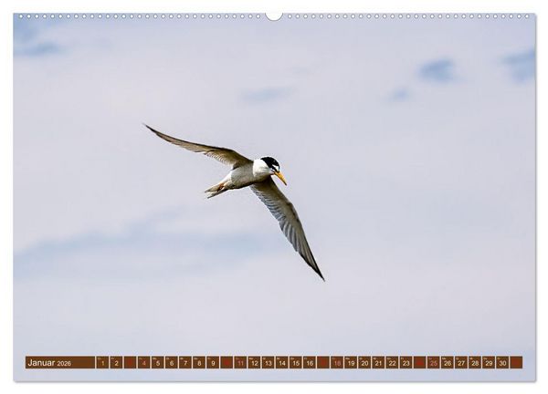 Produktbild: Die Vogelwelt der Camargue (hochwertiger Premium Wandkalender 2026 DIN A2 quer), Kunstdruck in Hochglanz
