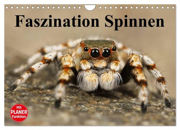 Produktbild: Faszination Spinnen (Wandkalender 2026 DIN A4 quer), CALVENDO Monatskalender
