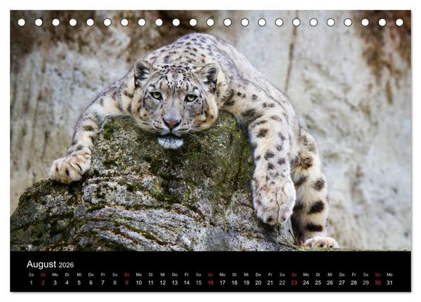 Produktbild: Schneeleoparden (Tischkalender 2026 DIN A5 quer), CALVENDO Monatskalender