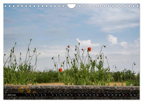 Produktbild: Urlaub auf R&ouml;m&ouml; (Wandkalender 2026 DIN A4 quer), CALVENDO Monatskalender