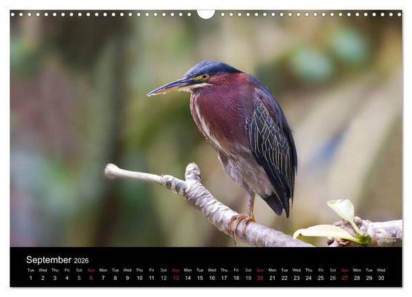 Produktbild: World of Heron (Wall Calendar 2026 DIN A3 landscape), CALVENDO 12 Month Wall Calendar